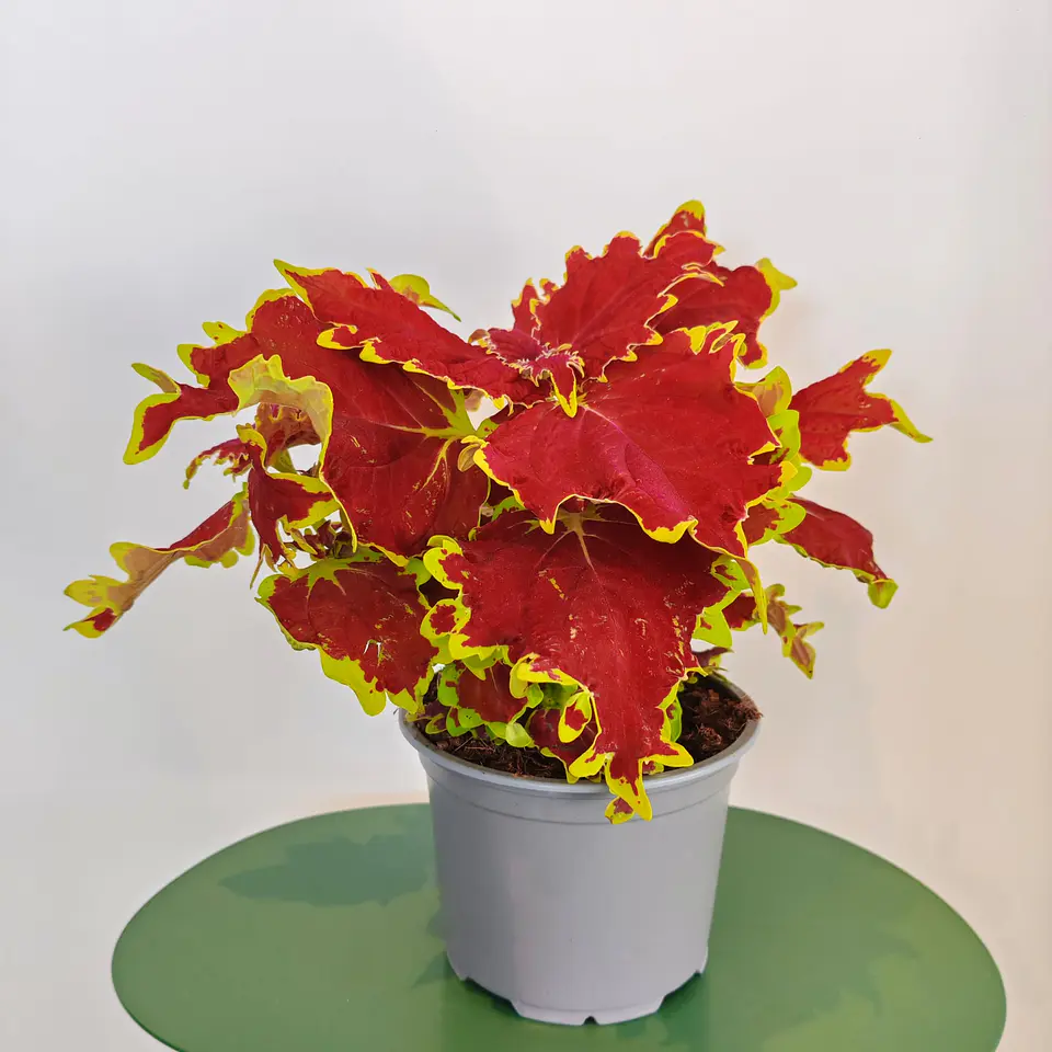 Coleus 1