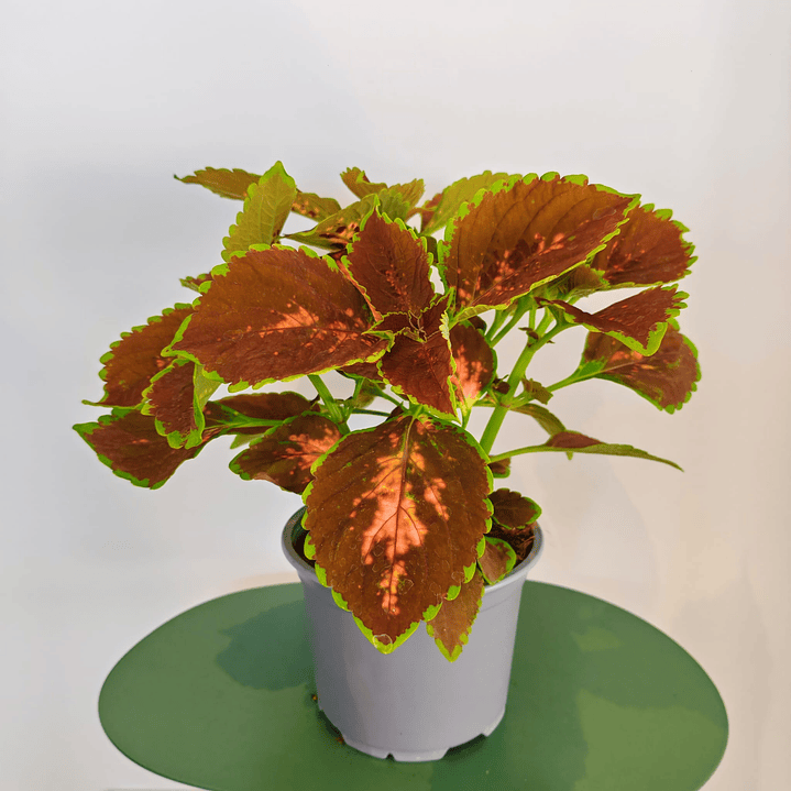Coleus 1
