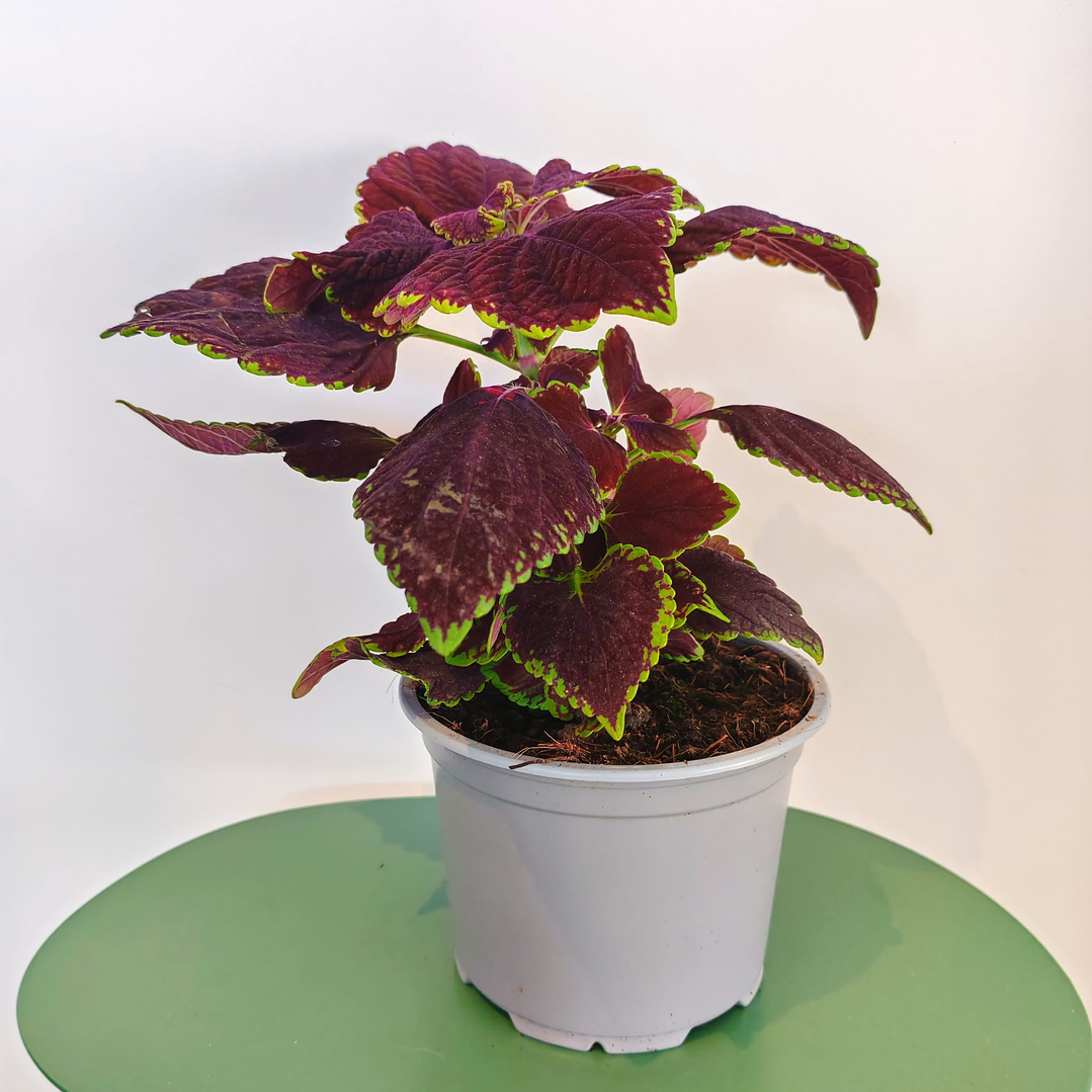 Coleus 1