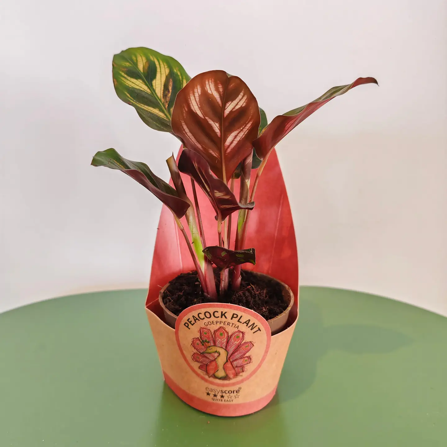 Calathea 1