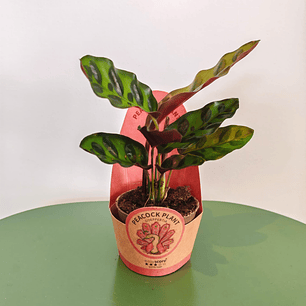 Calathea