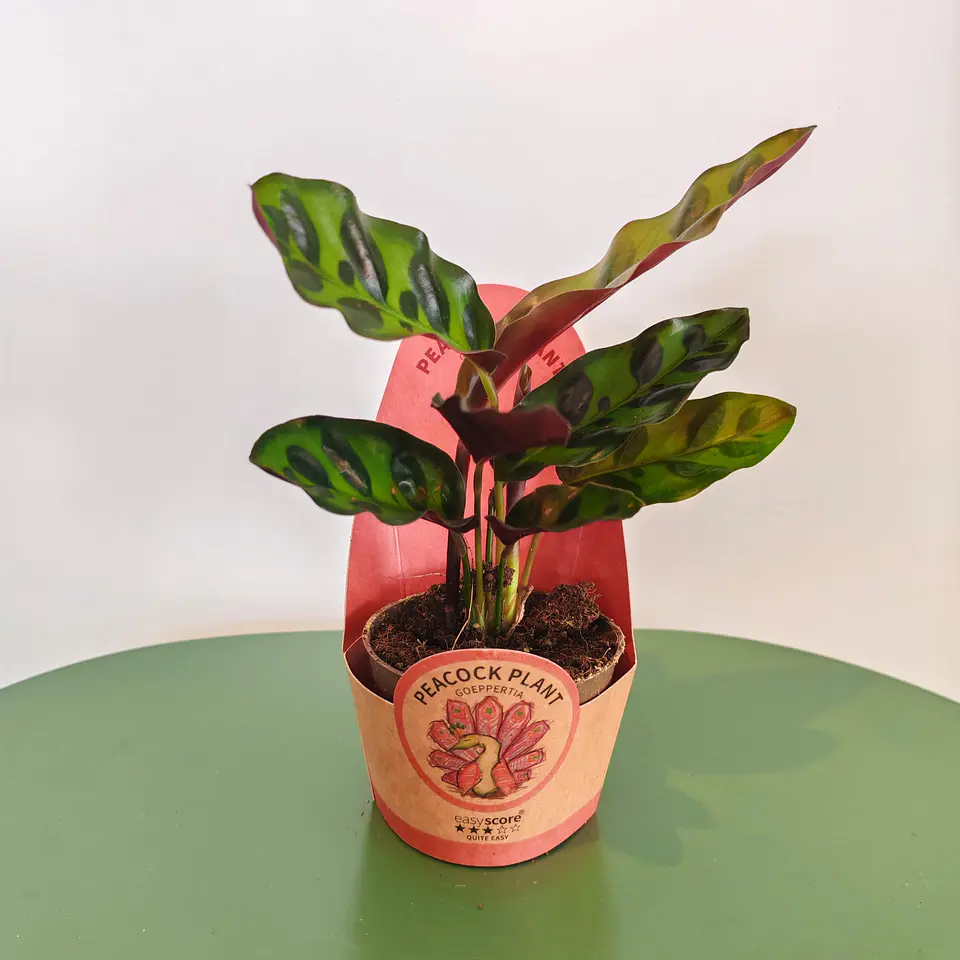 Calathea 1