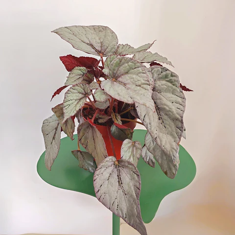 Bolero Begonia