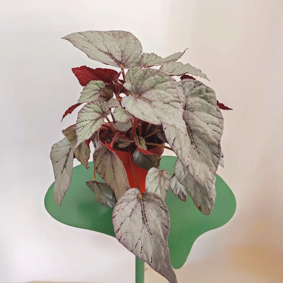 Begonia Bolero 1