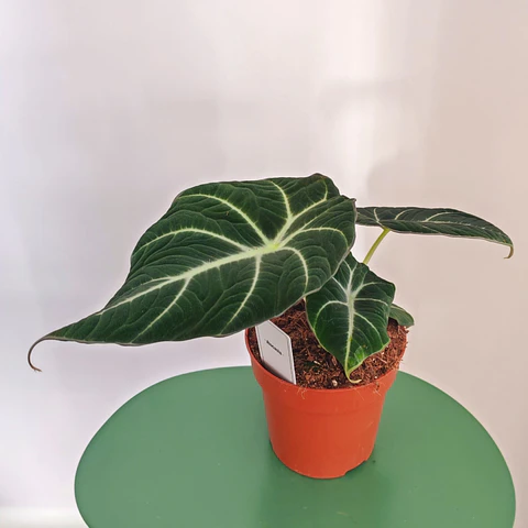 Alocasia Black Velvet