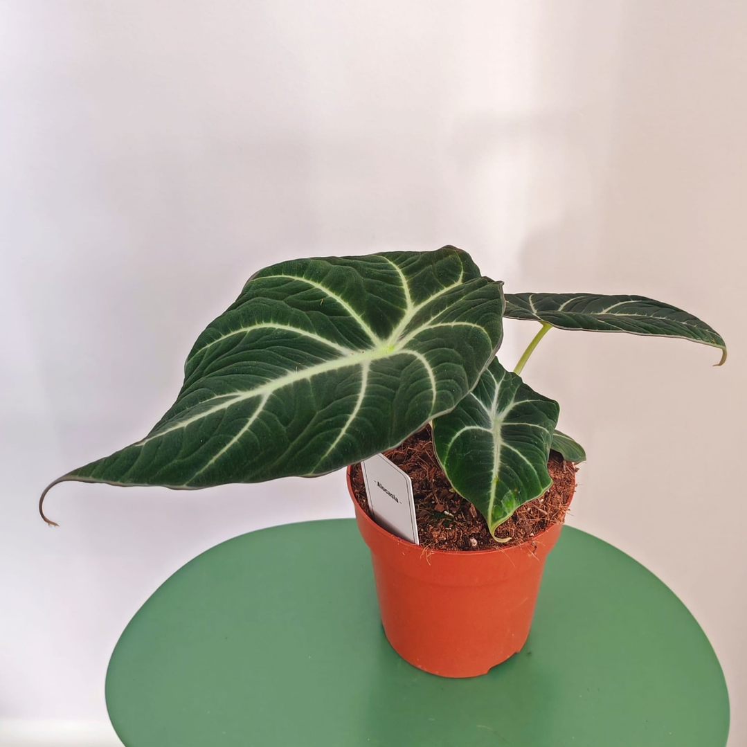 Alocasia Black Velvet 1
