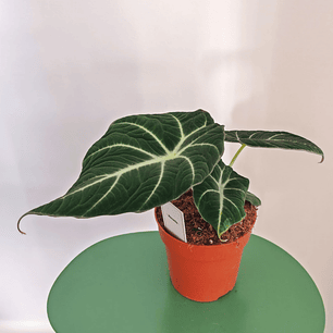 Alocasia Black Velvet