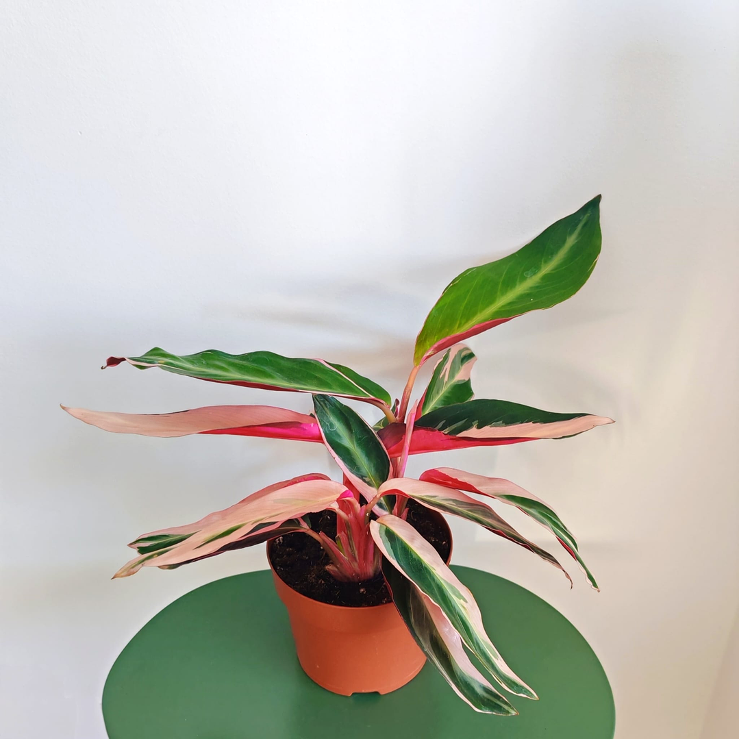 Calathea Triostar Variegata 1