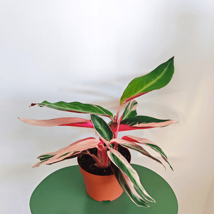 Calathea Triostar Variegata 1