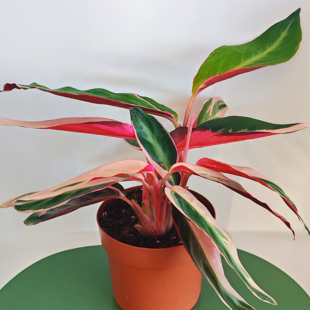Calathea Triostar Variegata 2