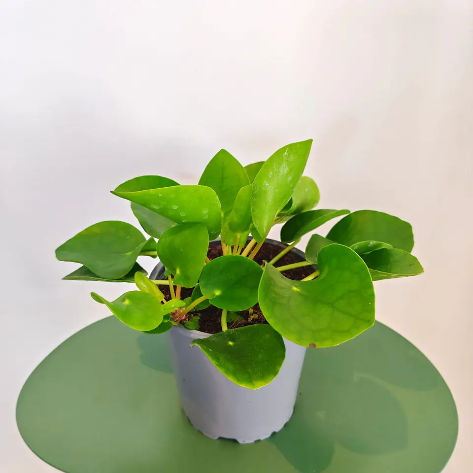Pilea Peperomioides - Pequena 1
