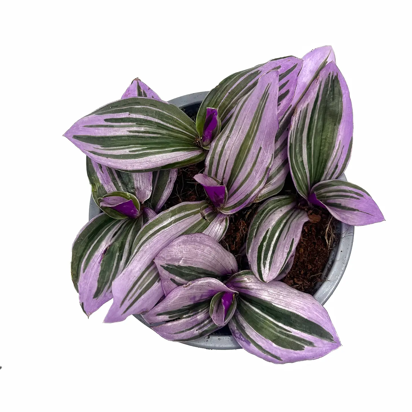 Tradescantia cerinthoides ‘Nano’ - Small 1