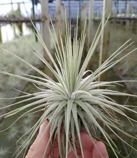 Tillandsia Magnusiana