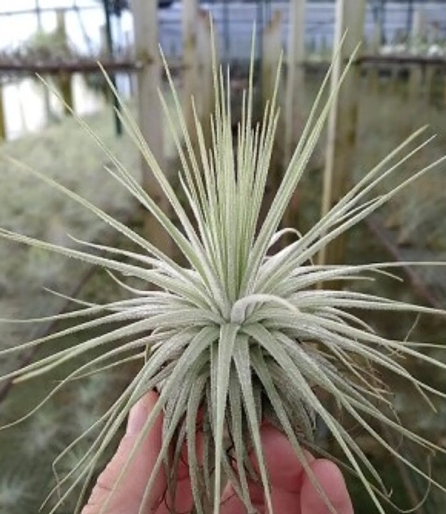 Tillandsia Magnusiana 1