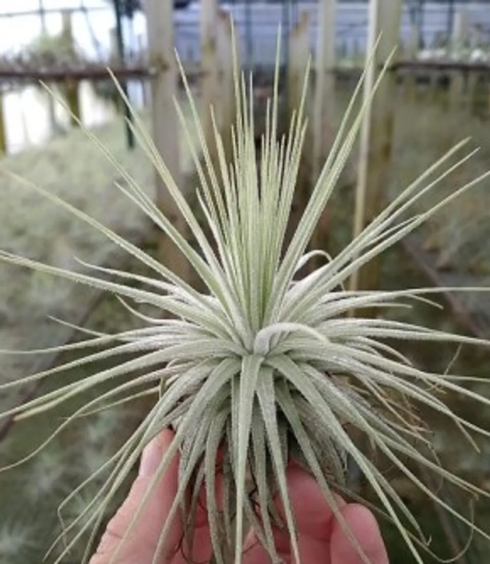Tillandsia Magnusiana 1