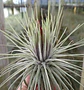 Tillandsia Magnusiana - Thumbnail 2