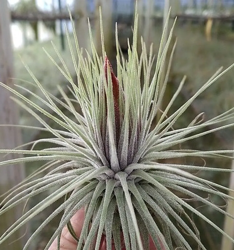 Tillandsia Magnusiana 2