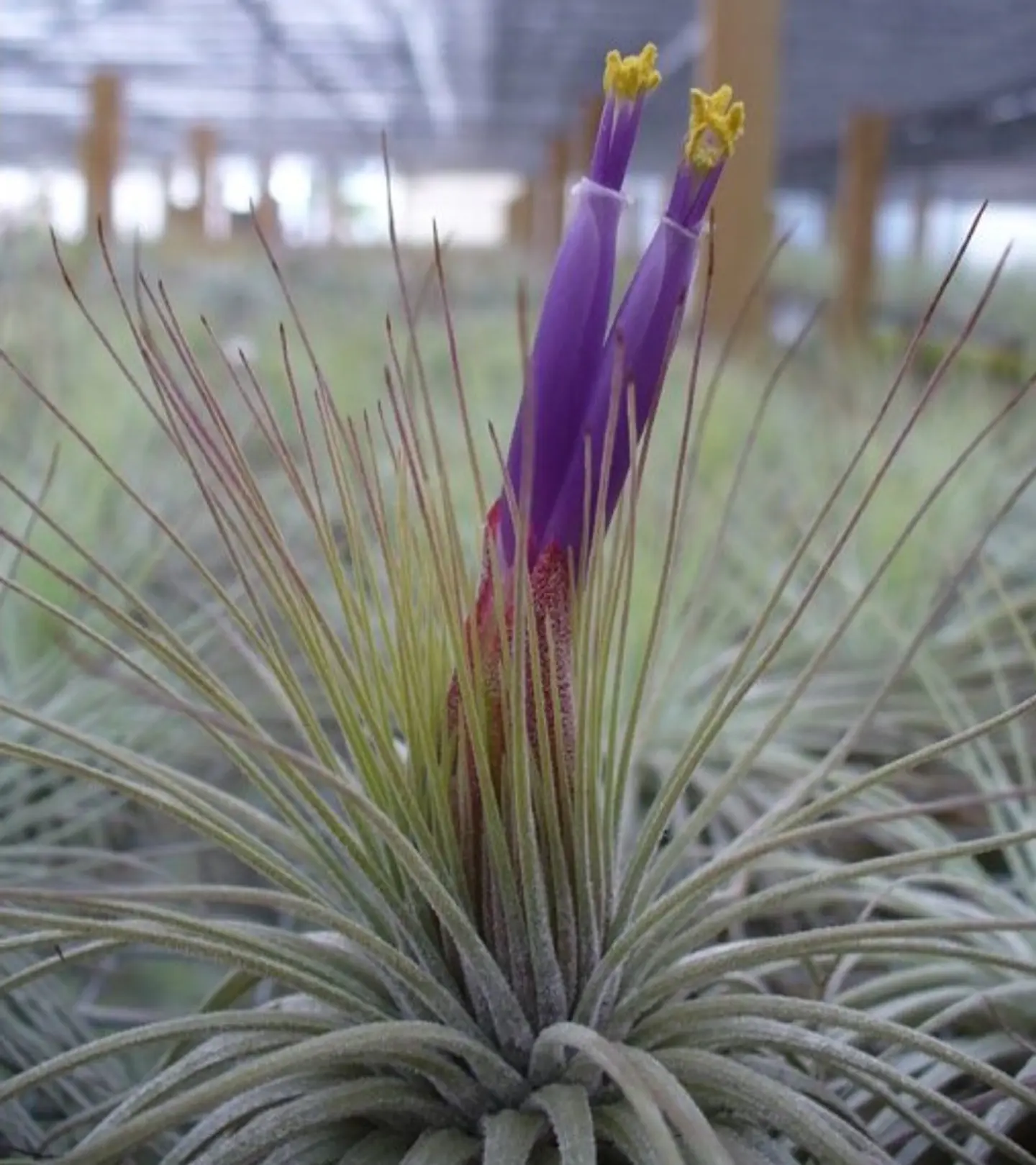 Tillandsia Magnusiana 3