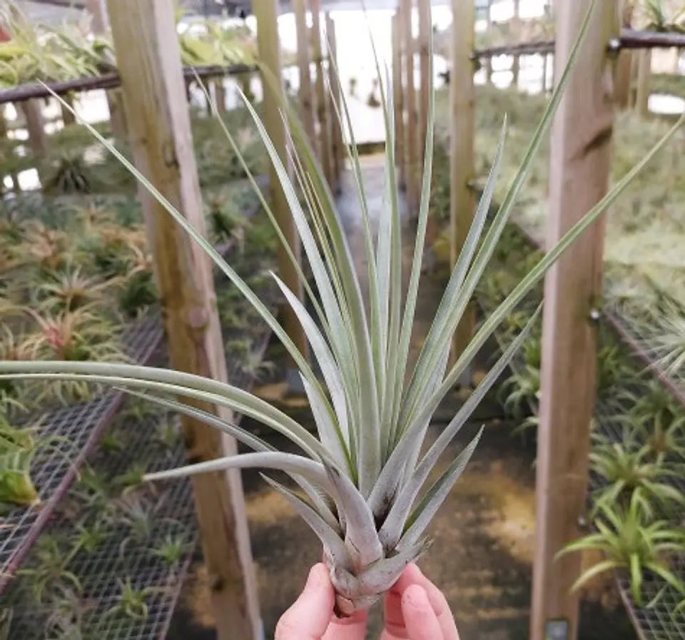 Tillandsia Fasciculata 1