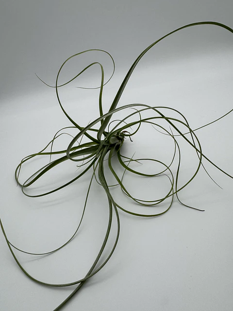 Tillandsia Balbisiana