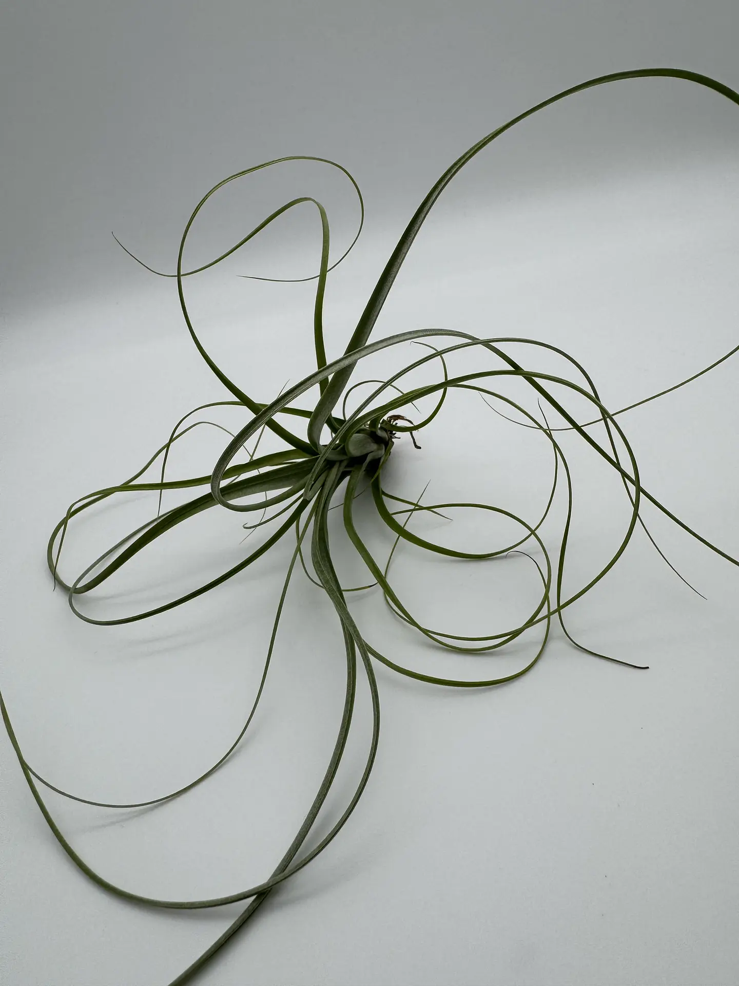 Tillandsia Balbisiana 1