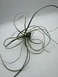 Tillandsia Balbisiana - thumbnail 1