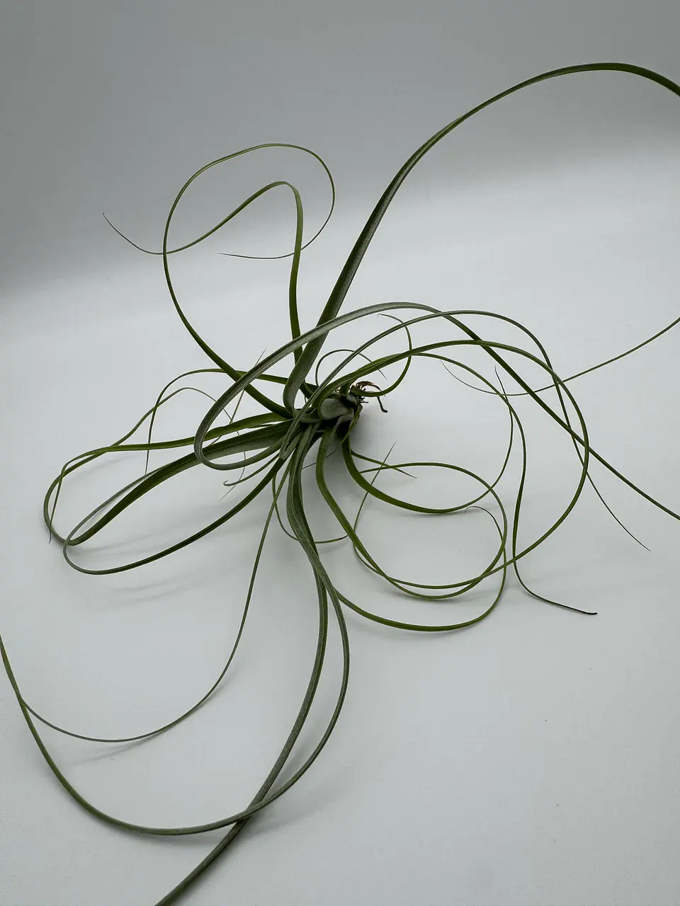 Tillandsia Balbisiana 1