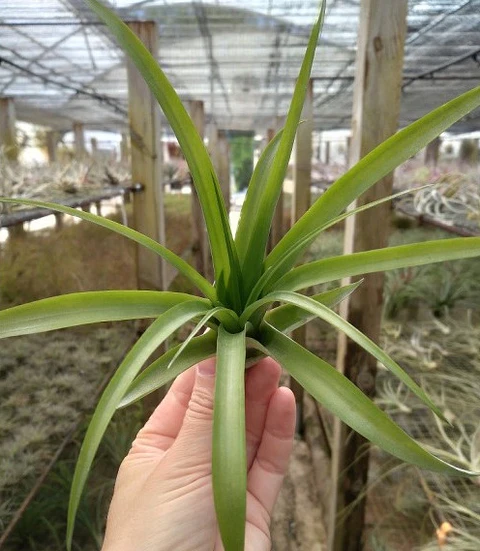 Tillandsia Flabellata
