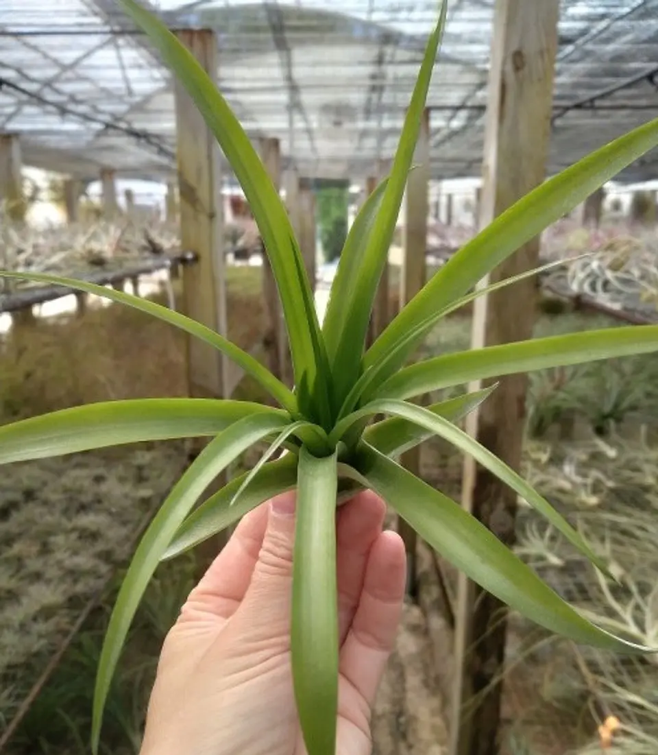 Tillandsia Flabellata 1