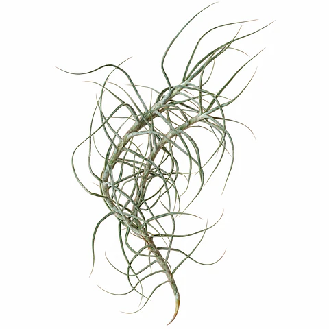 Tillandsia Caerulea