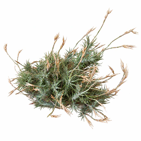 Tillandsia Tricholepis Pulk