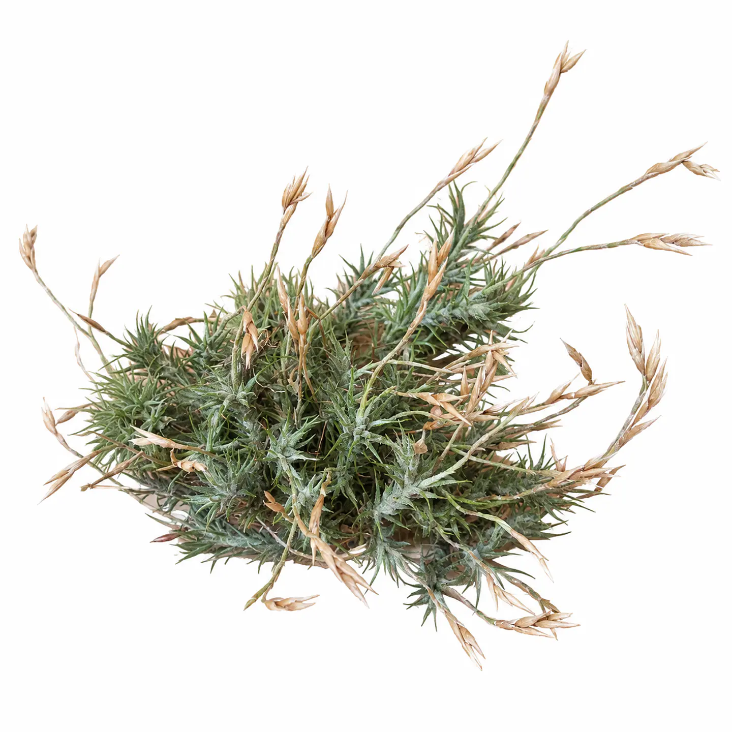 Tillandsia Tricholepis Pulk 1