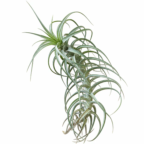 Tillandsia Bergeri XL