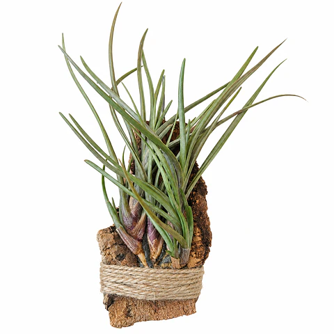 Tillandsia albertiana