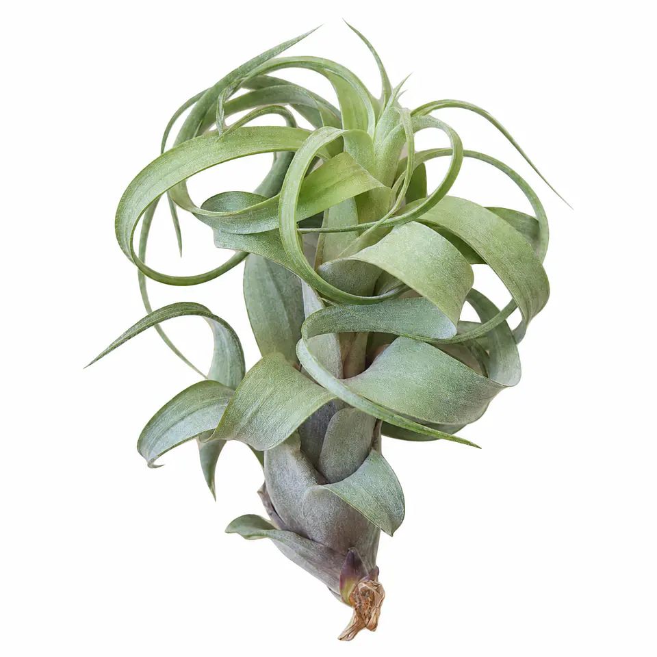 Tillandsia Eric Knobloch 1