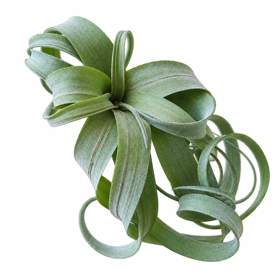 Tillandsia Curly Slim XL 1