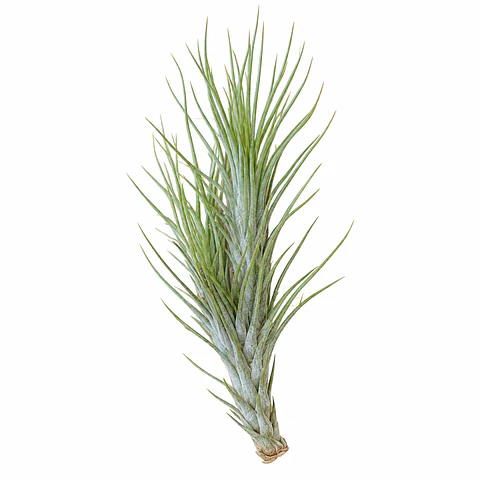 Tillandsia Funckiana