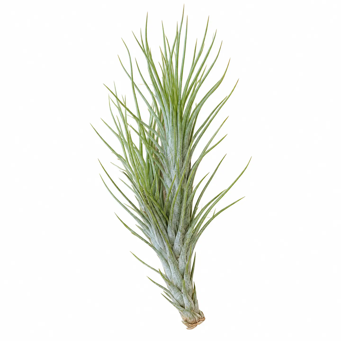 Tillandsia Funckiana 1