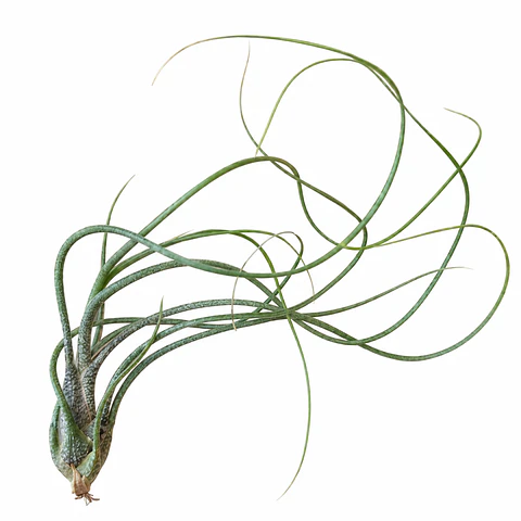 Tillandsia Butzii