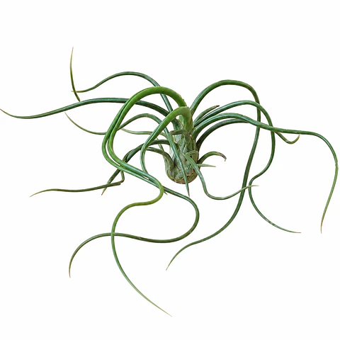 Tillandsia bulbosa