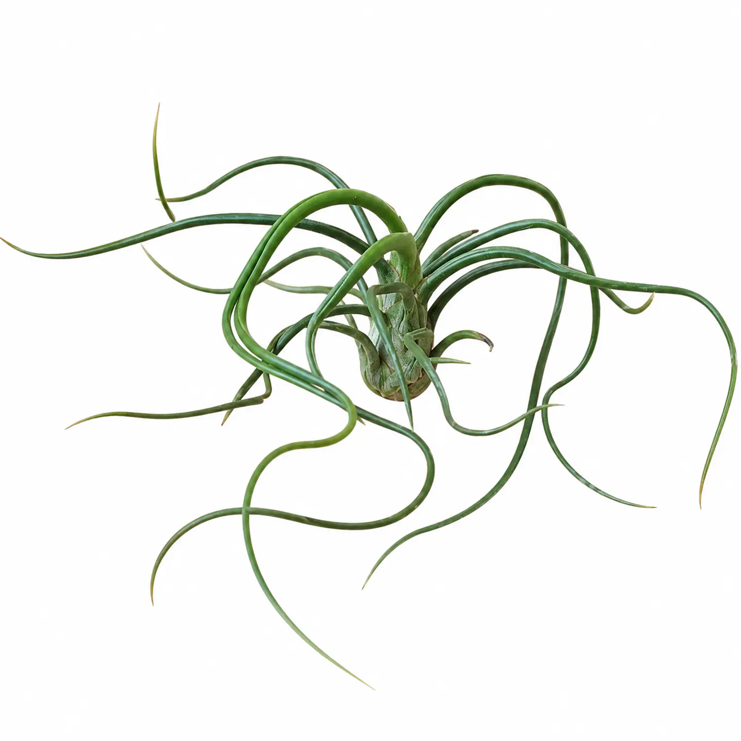 Tillandsia Bulbosa 1