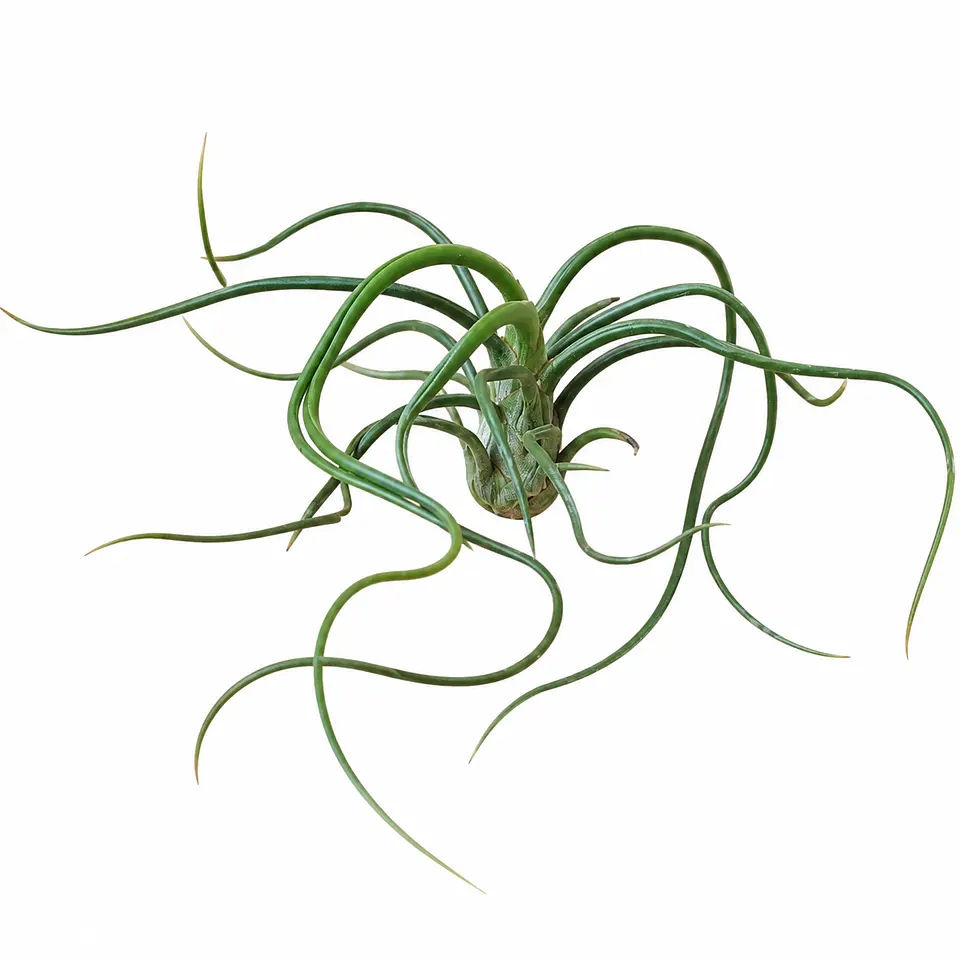 Tillandsia Bulbosa 1