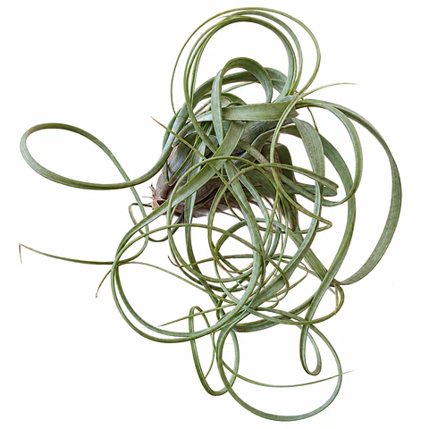 Tillandsia Balbisiana