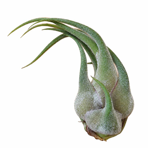Tillandsia Seleriana