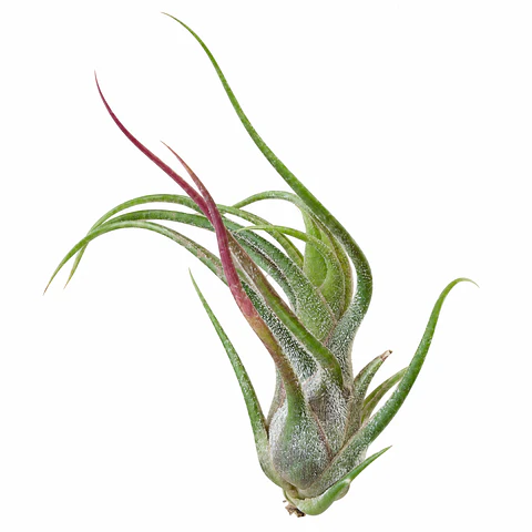 Tillandsia Pruinosa