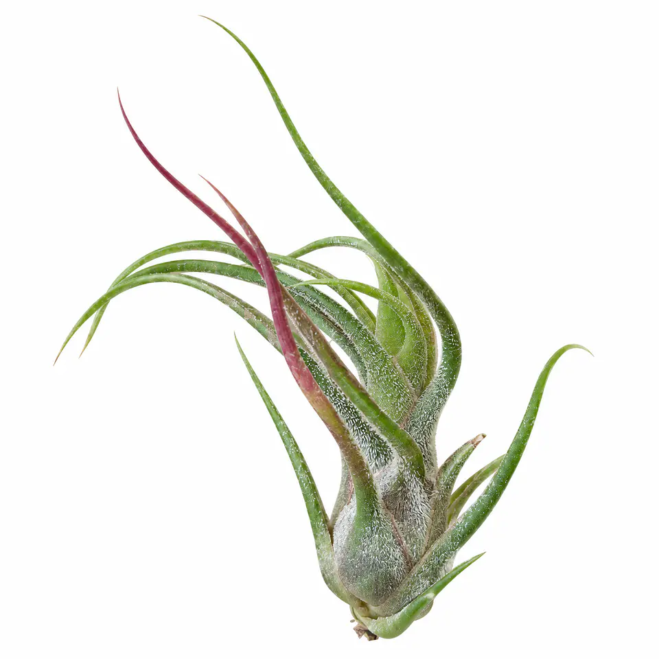 Tillandsia Pruinosa 1