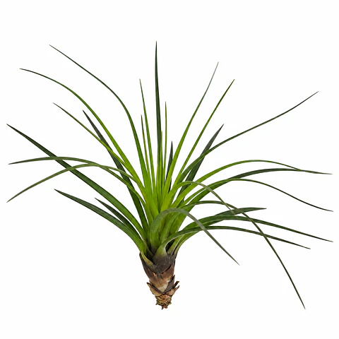 Tillandsia tricolor