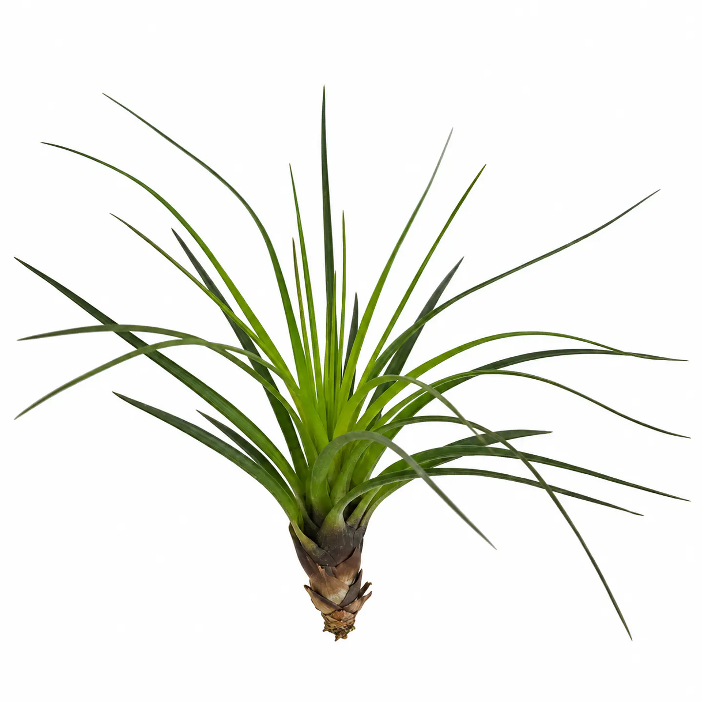 Tillandsia Tricolor 1