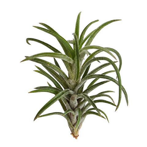 Tillandsia Neglecta