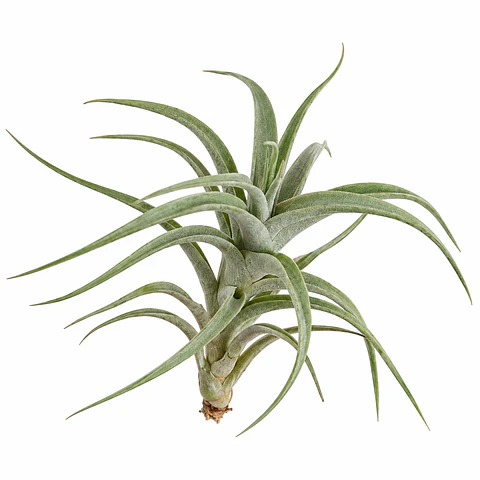 Tillandsia Albida